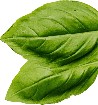 Basil leaf cutout, an ingredient used on an items like the best calzones and the original Motor City Square Deep Dish Pizza